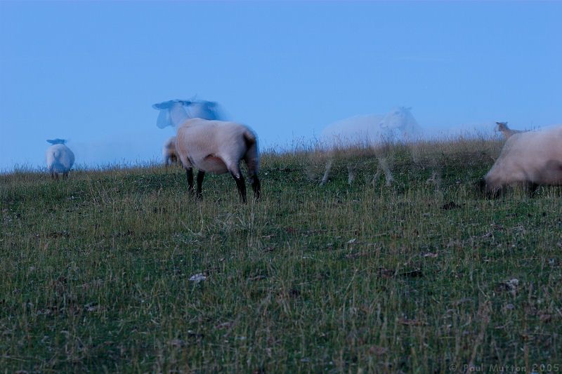 Ghost Sheep IMG 3258