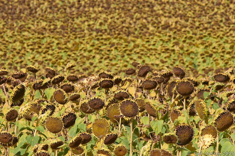 Full Sunflower Field IMG 7740