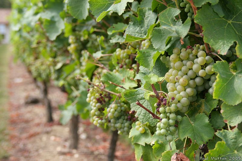 Grapes in a Vinyard IMG 7332