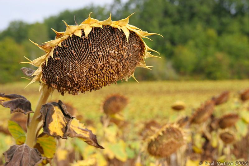 Sunflower Closeup IMG 7308