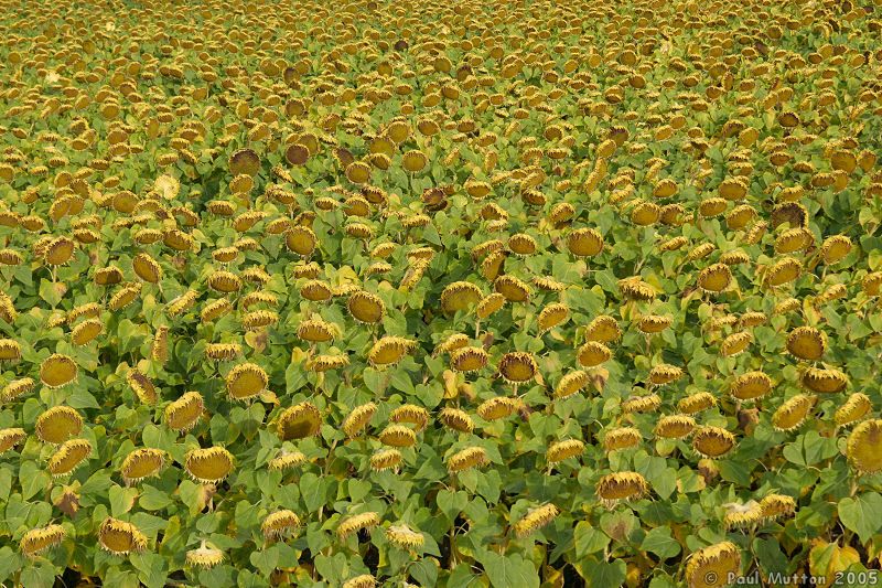 Sunflowers Growing in a Field IMG 7311