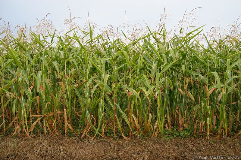 Sweetcorn Growing in a FieldIMG 7303