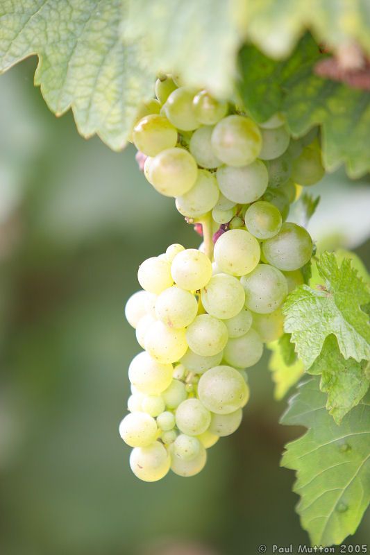 White Grapes growing on Vines IMG 7404