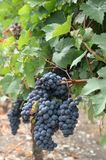 Red Wine Grapes in Vinyard IMG 7356
