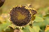 Sunflower Head with Seeds IMG 7734