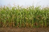 Sweetcorn Growing in a FieldIMG 7303