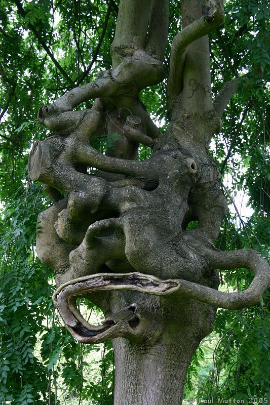 Knotted Tree in Central Bath IMG 5181