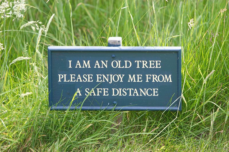 old tree sign