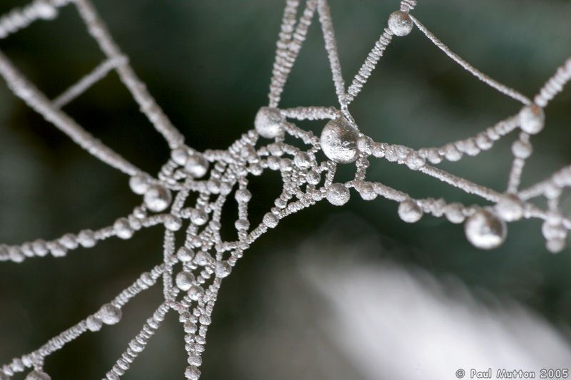 Frozen Spider Web Close Up IMG 1140