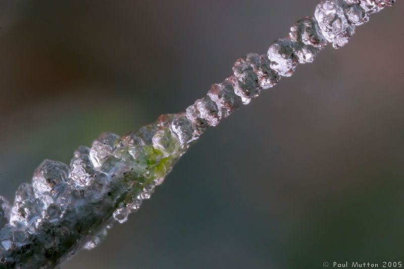 Frozen Spider Web On Tip Of Pine Needle IMG 1147