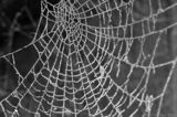 Frosty Spider Web IMG 1130