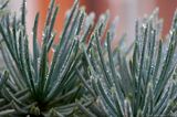 Frozen Pine Needles IMG 1142