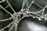 Frozen Spider Web Close Up IMG 1140