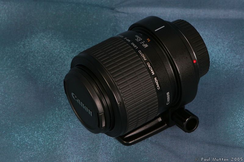 Canon MP E 65mm 5x Macro Lens IMG 0681