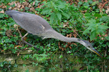 Heron Catching A Fish By Canal Side IMG 2563