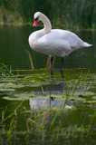 Swan At Avoncliff Wier Wiltshire IMG 2522