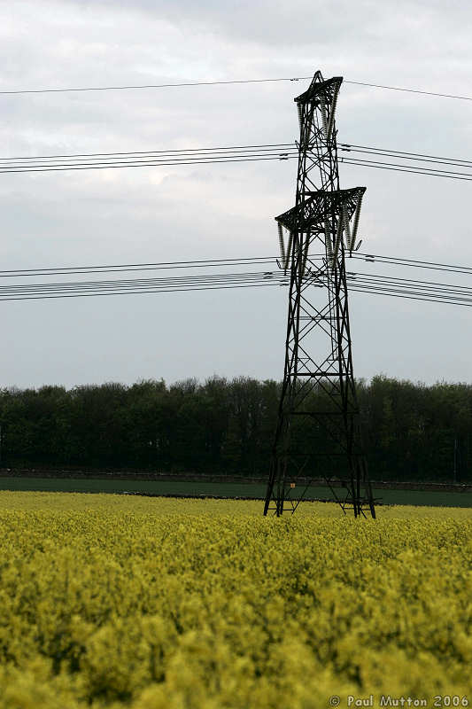 Oil Seed Rape And Electricity Pylon A8V0009