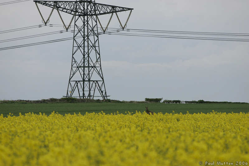 Roe Deer In Bath Near M4 Photo004