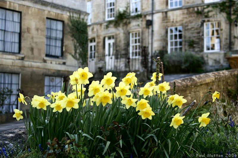 Daffodils In Bradford on Avon A8V9360