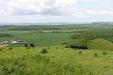 Cows on top of Cley Hill