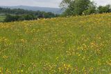 Dancing flowers in a sunny field