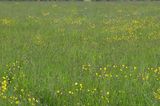 Field blown by wind