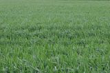 Grassy field in the wind