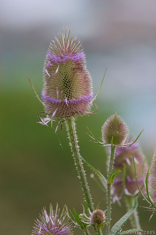 Plant in Dover IMG 6328