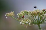 Ladybirds and Fly Landing IMG 6334