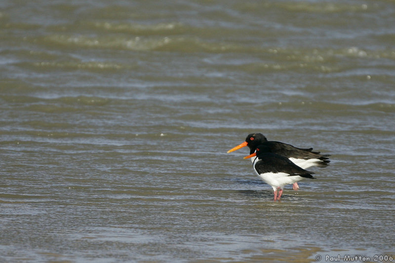 Dungeness Oystercatchers T2E8439