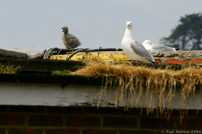 Folkestone Seagull Nest A8V0404