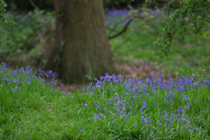 Bluebells in front of tree