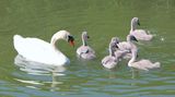 Swan and Cygnets at Caen Locks