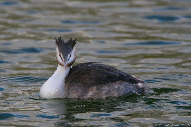 Greater Crested Grebe IMG 0894