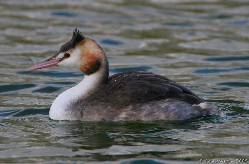 Greater Crested Grebe IMG 0895