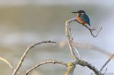 Kingfisher Sitting On Branch IMG 0942