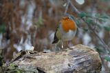 Robin Red Breast IMG 0948