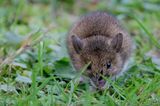 Wood Mouse In Wiltshire IMG 0956