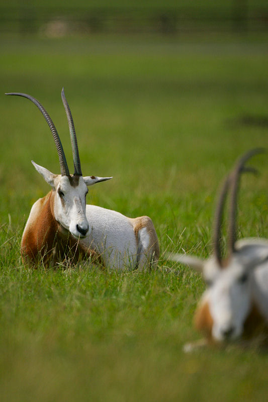 Antelope Animals With Bigs Horns T2E2660