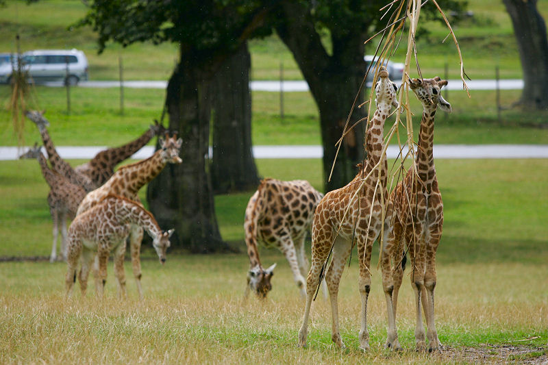 Giraffes Feeding From Trees A8V2609