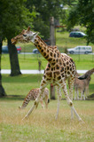 Giraffe Bending Down Legs A8V2624
