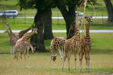 Giraffes Feeding From Trees A8V2609