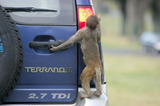 Monkey Climbing Up Terrano 4WD Car A8V2687