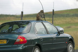 Monkey Damaging Car At Longleat A8V2671