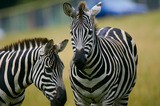 Pair of Zebras T2E2543