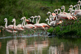 Pink Flamingos Entering Water Reflection T2E2577