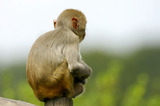 Small Monkey Sitting On Pole Thinking T2E2625