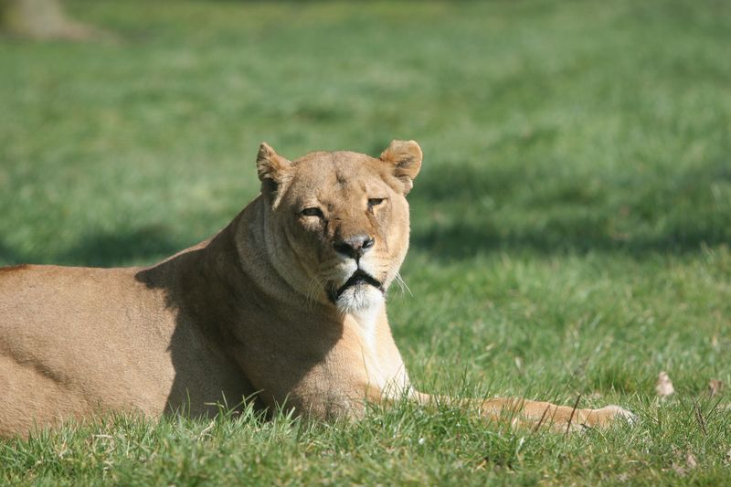 Lioness Enjoying the Sun