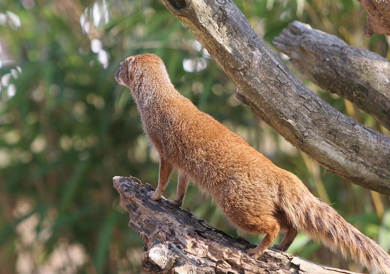 Meercat on the Lookout