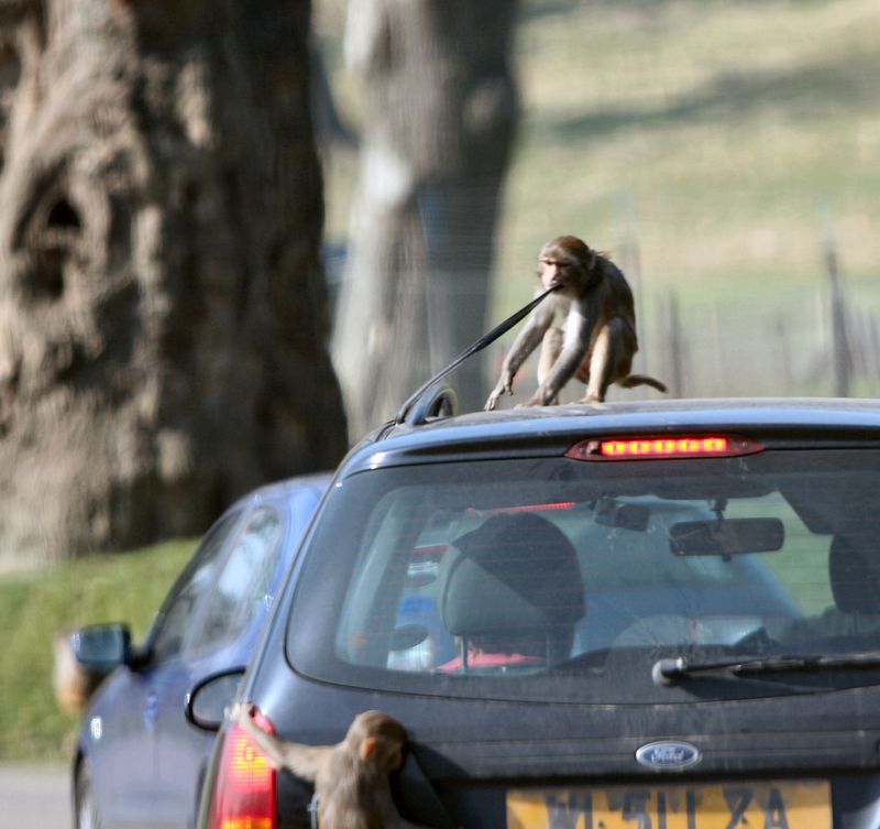 Monkeys Attacking a Car